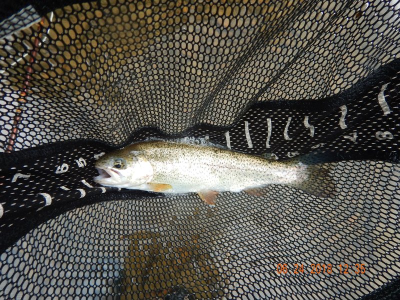 -Kettle Valley-088-.jpg - Then back to the 11 inch rainbows.